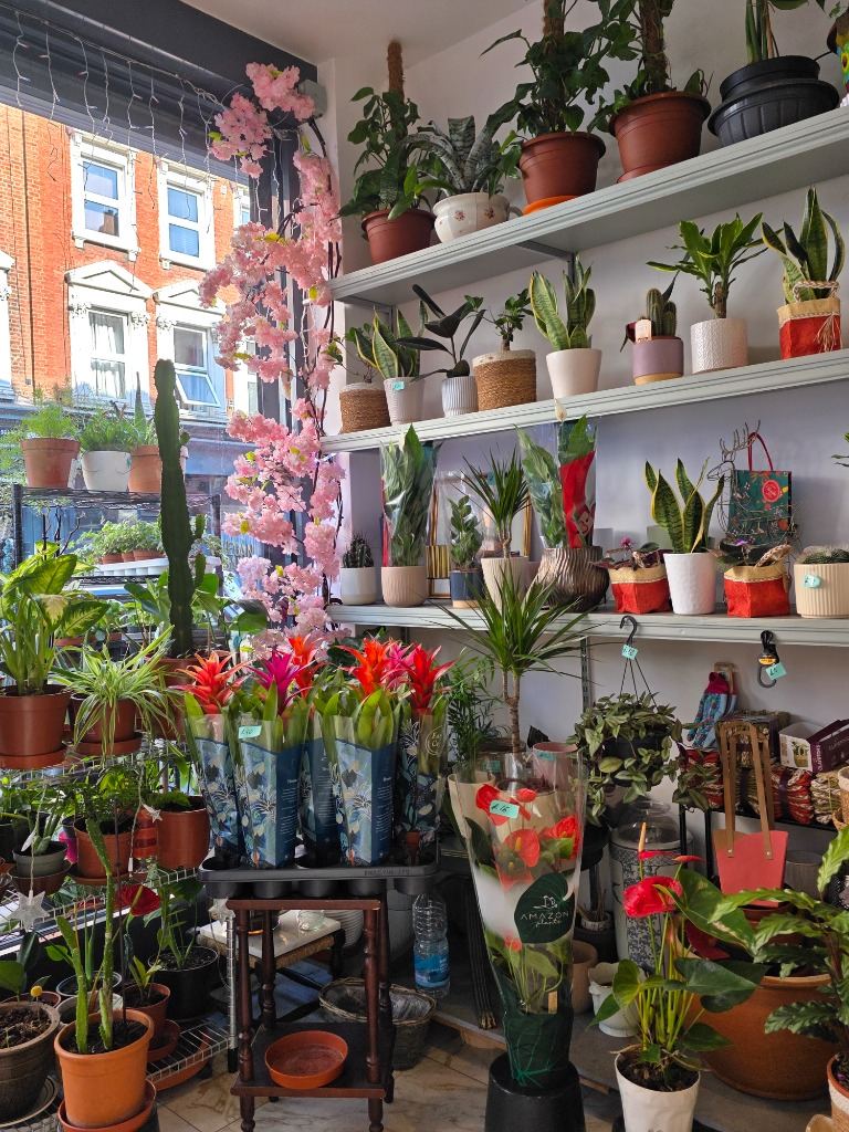 Shelves of snake plants, bromeliads and succulents inside the shop